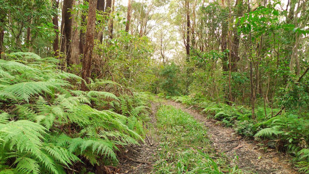 Abelia House Bed & Breakfast Byron Bay Luaran gambar