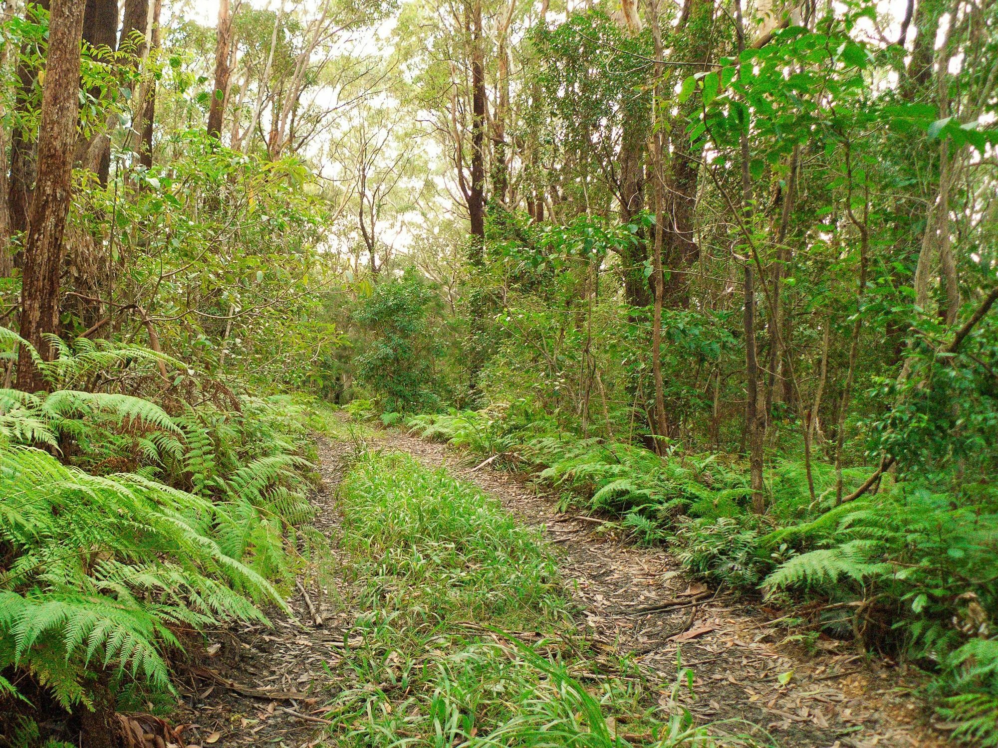 Abelia House Bed & Breakfast Byron Bay Luaran gambar