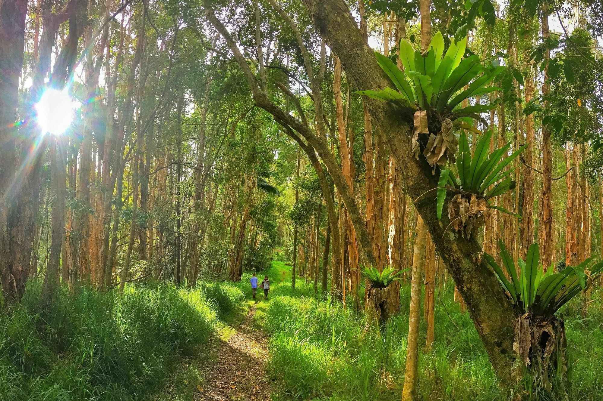 Abelia House Bed & Breakfast Byron Bay Luaran gambar
